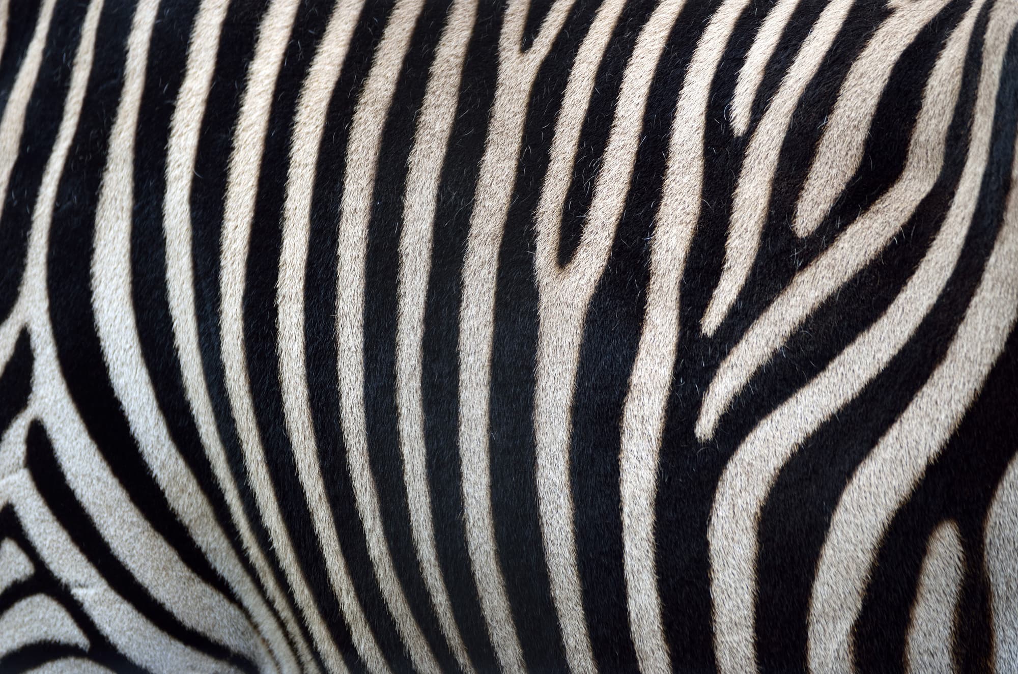 zebra_bg.jpg